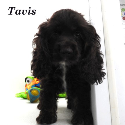 puppy, for, sale, Cocker Spaniel, Joe & Cherri  Overlease, dog, breeder, Miller, MO, dog-breeder, puppy-for-sale, forsale, nearby, find, puppyfind, locator, puppylocator, aca